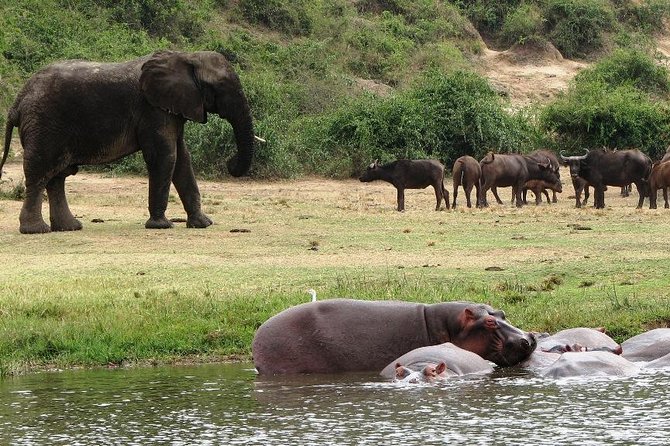 3 Days to Queen Elizabeth National Game Park