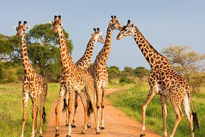 6 Days Camping Safari in Masai Mara Lake Nakuru and Amboseli National Park