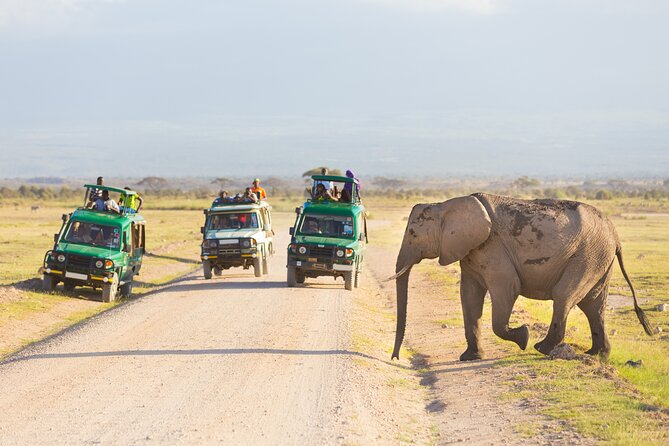 Tourists giving a wild elephant space