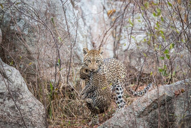 Tourists watching a leopard relocating its cub ti safety