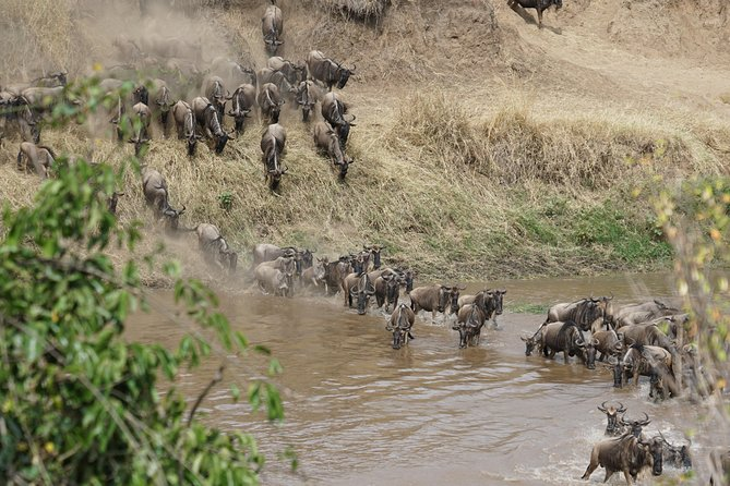  Migration Crossing in Mara River Northern Serengeti