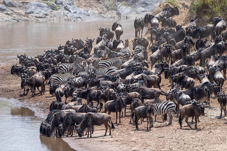 This striking image captures the Great Migration, showcasing a massive gathering of wildebeest and zebras near a riverbank, likely preparing for a dramatic river crossing. 