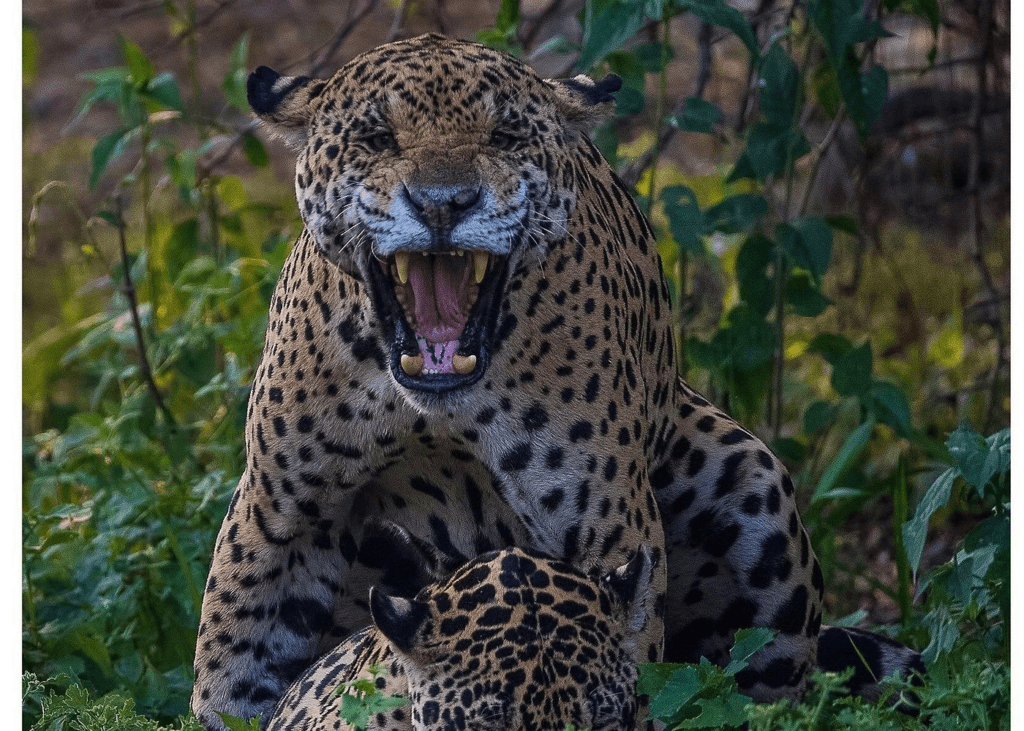 This intense and powerful image captures a jaguar in a moment of raw expression, possibly mid-roar or in a territorial display. With its striking spots and piercing gaze, this is a dramatic glimpse into the wild heart of the JUNGLE. PICTURE taken in the Pantanal