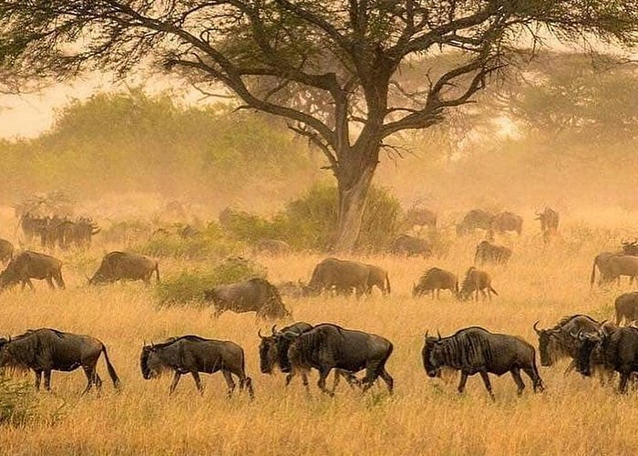 This captivating image showcases the Great Wildebeest Migration, one of Africa’s most spectacular wildlife events. The golden savanna, dust-filled air, and acacia trees create an iconic safari scene that embodies the raw beauty of the African wilderness.