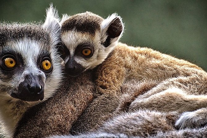 lemur monkeys cosing up on a tree branch