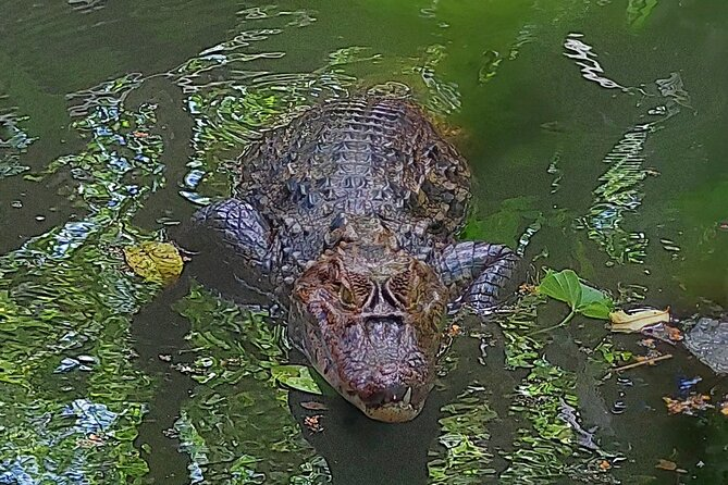 A crocodile slowly surfaces in the water, its eyes and snout breaking through the calm surface, creating gentle ripples