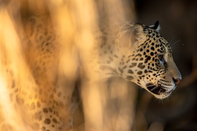 A jaguar in Amazon rainforest stealthily stalks its prey, its powerful body low to the ground, eyes locked in intense focus, ready to strike