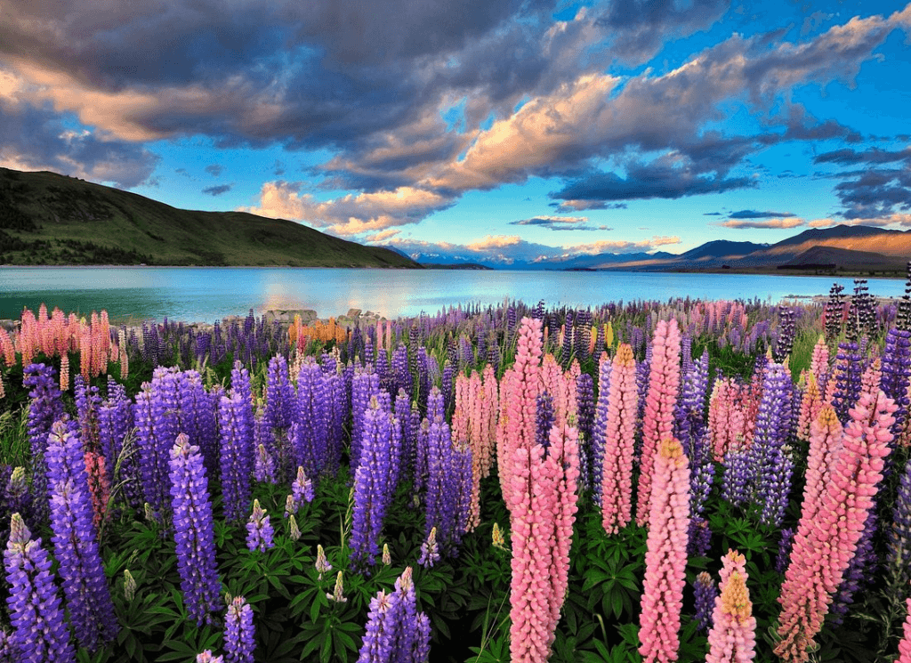 Discover luxury in Central Otago: Breathtaking landscape with lupine flowers, a tranquil lake, and dramatic mountain scenery