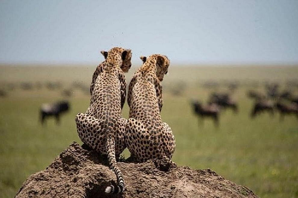 January safari: Wildebeest calving season in Ndutu, Tanzania - predator action"