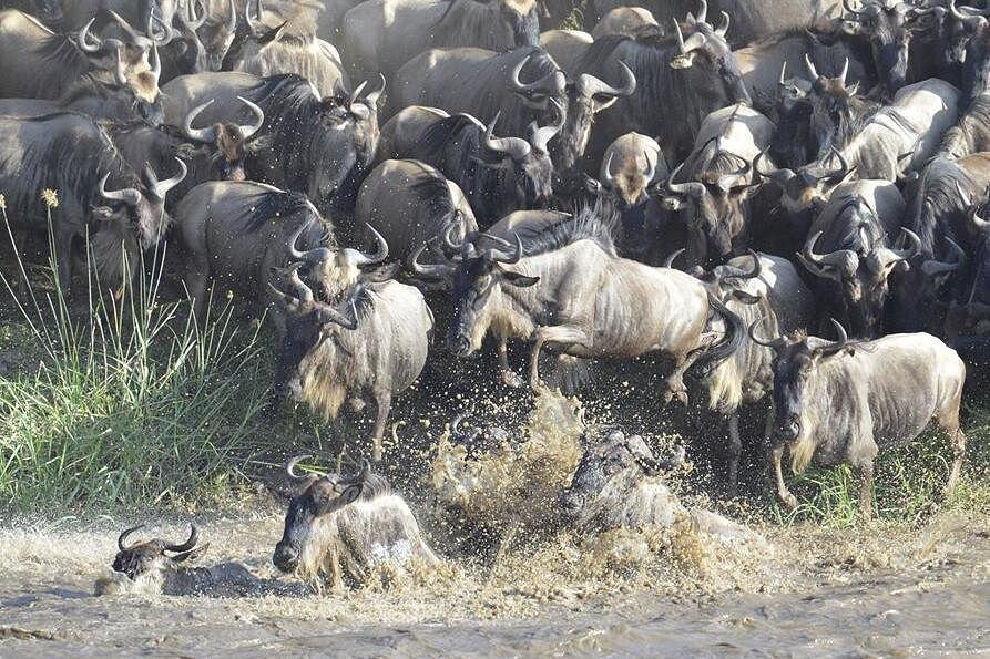 July Great Migration: Wildebeest river crossing chaos in Masai Mara