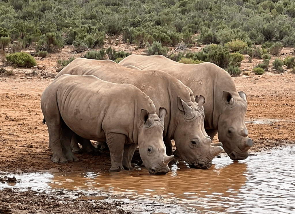 Private walking safari with rhinos in South Africa wilderness