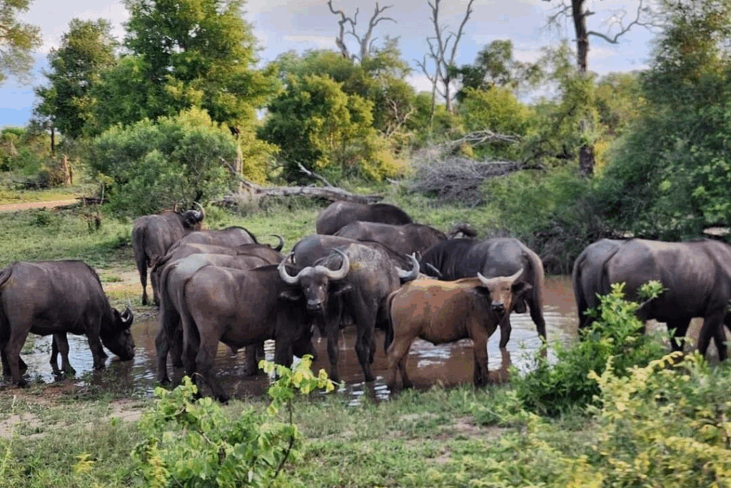 tourist up-close viewing of buffalos