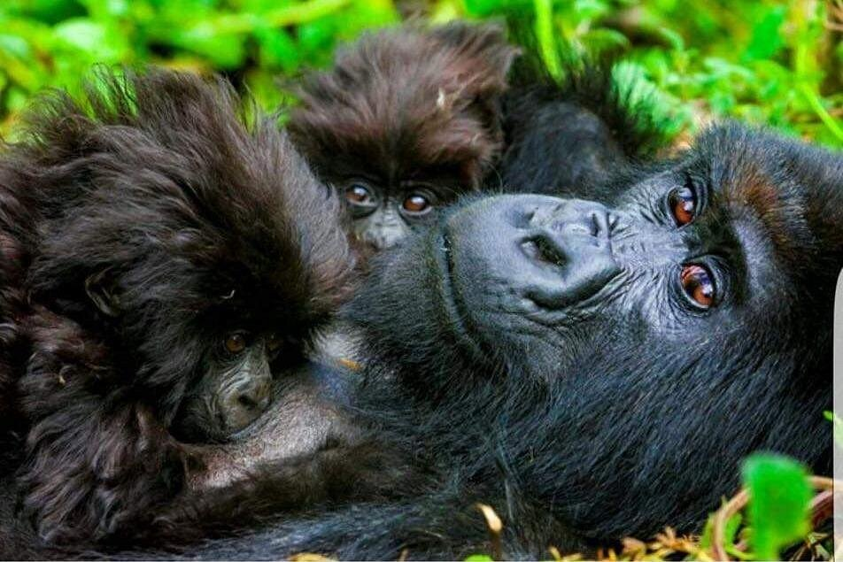 Mountain gorilla mother and infants in misty Bwindi Forest, Uganda - intimate close-up during ethical trekking tour