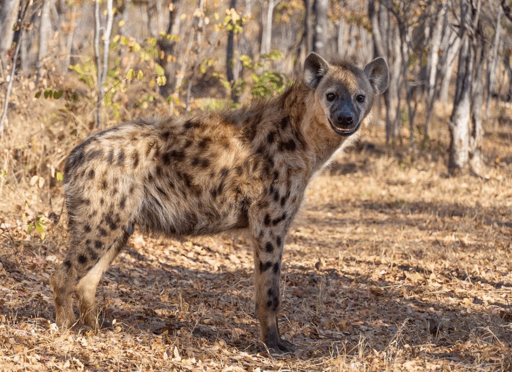 Spotted hyena on a scavenging hunt in Maasai Mara, Kenya