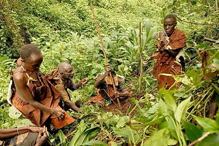 Batwa pygmy elder demonstrating traditional fire-making near Bwindi Forest, Uganda - authentic tribal safari experience